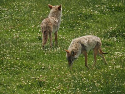 Coyotes