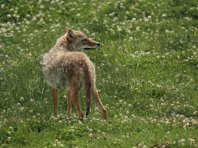 Coyote