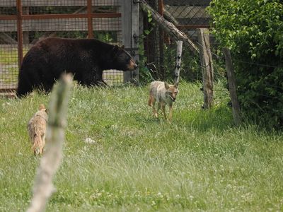 Black bear with coyotes