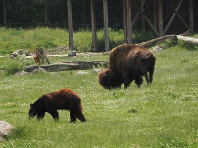 Black bear with American bison