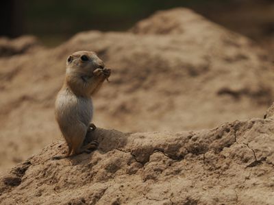 Prairie dog