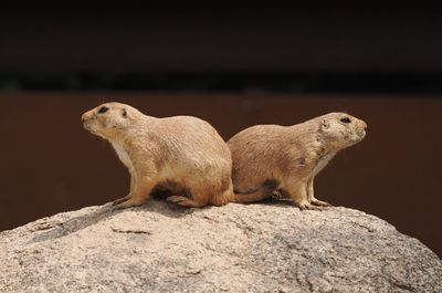Prairie dogs