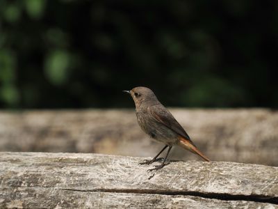 Black redstart - rougequeue noir - Hausrotschwanz - Phoenichurus ochruros