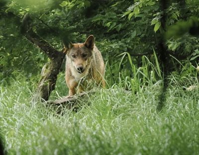 Eurasian wolf