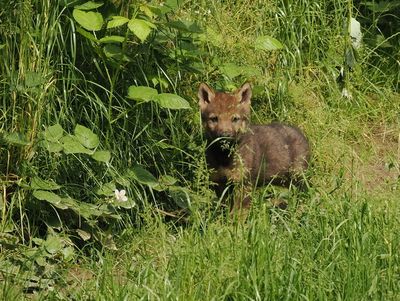 Eurasian wolf - 5 weeks old