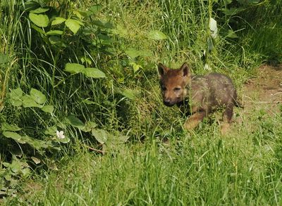 Eurasian wolf - 5 weeks old