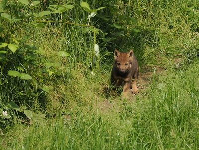 Eurasian wolf - 5 weeks old