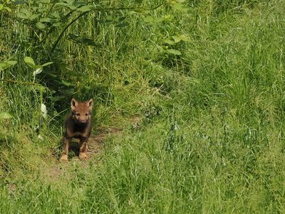 Eurasian wolf - 5 weeks old
