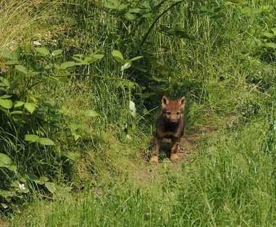 Eurasian wolf - 5 weeks old