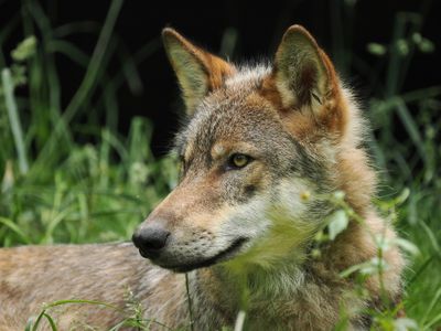 Eurasian wolf