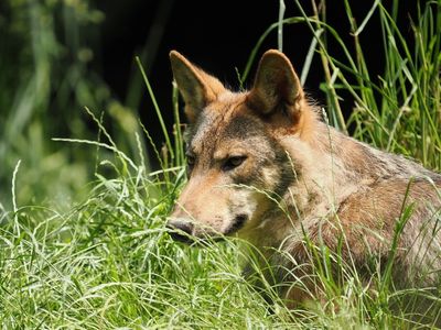 Eurasian wolf