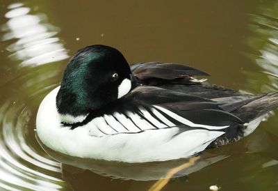 European goldeneye - Bucephala clangula