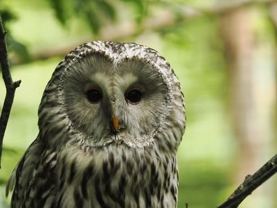 Ural owl - Strix uralensis