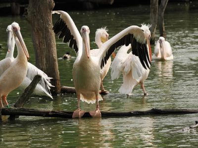 Pelicans