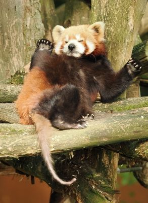 Red panda