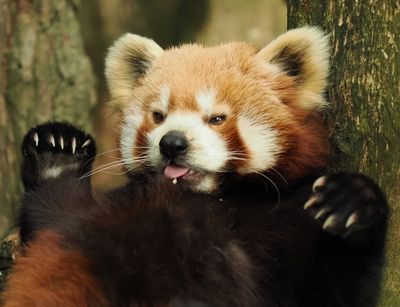 Red panda