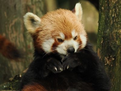 Red panda