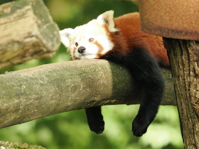 Red panda