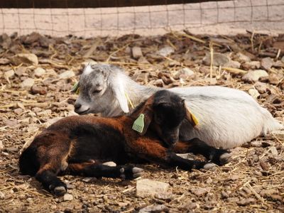 Goat kids