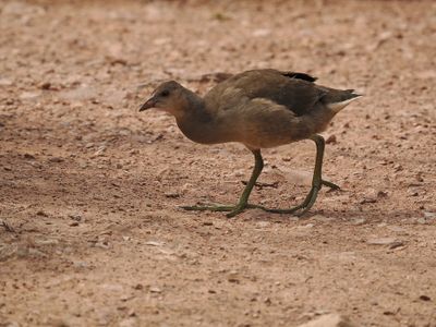 Common moorhen - juvenile