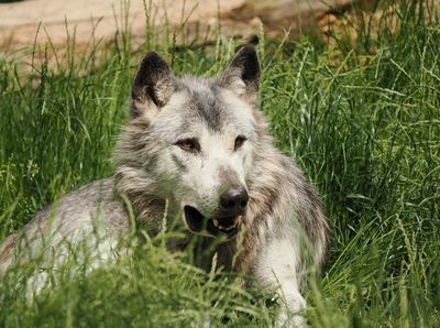 Timberwolf - black wolf