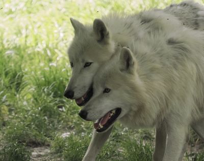 Parc Animalier Sainte Croix 2025