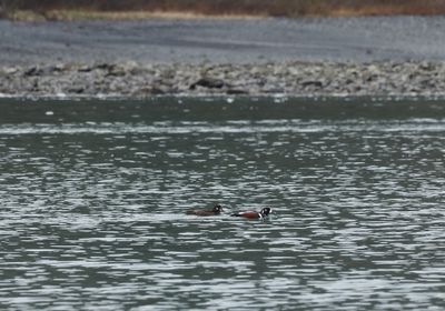 College Fjord - Harlequin ducks
