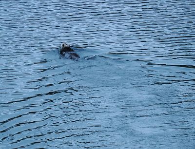 Sea otter - one final wave before the cruise comes to an end