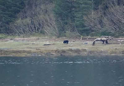 Black bear on the shores of Knight Island Passage towards Seward