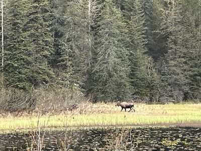 Moose - taken from the bus to Anchorage