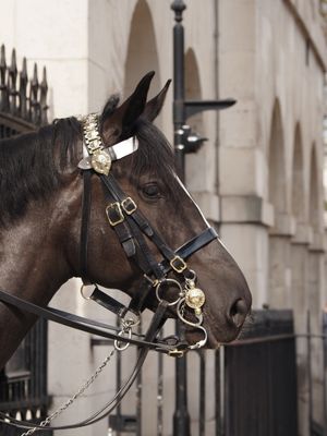 Whitehall horse with great patience