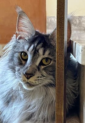 Cats