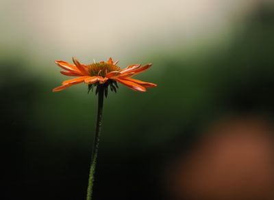 Echinacea