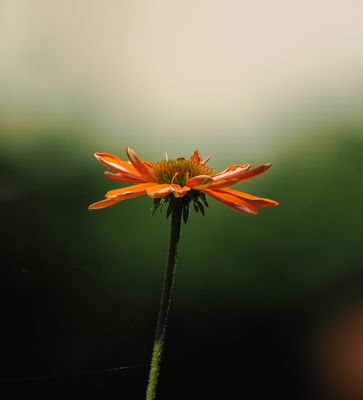 Flowers along the seasons