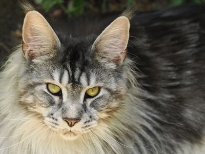 Spencer enjoying the garden