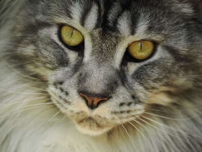 Cats