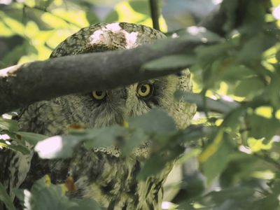 Parc Animalier Sainte Croix 2025