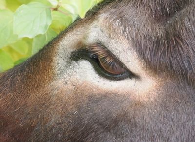 Eye of a donkey