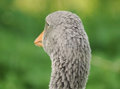 Grey goose