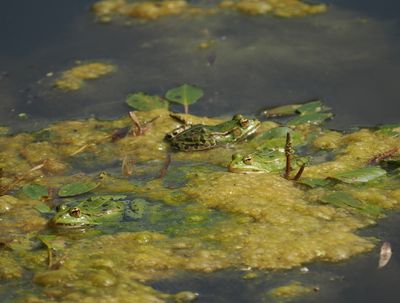 Frogs
