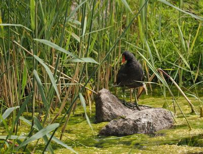 Moorhen - gallinule poule d'eau - Teichhuhn