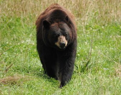 Black bear