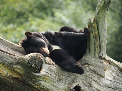 Parc Animalier Sainte Croix 2025