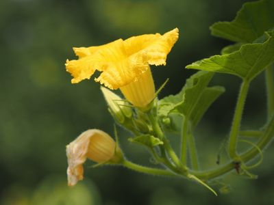 Flowers along the seasons