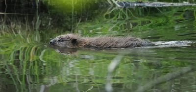 Wildlife 2025