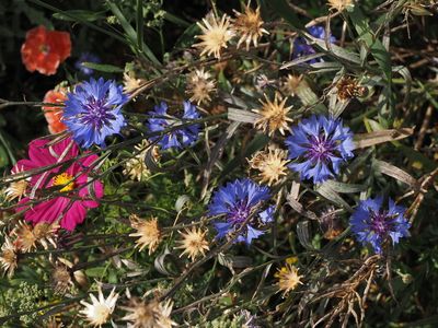 Summer blooms