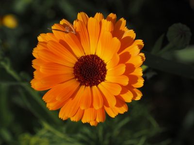 Pot marigold - Ringelblume - calendula