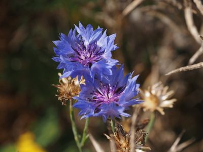 Cornflower - Kornblume - bleuet