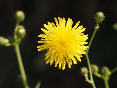 Cat's ear - Ferkelkraut - cataire