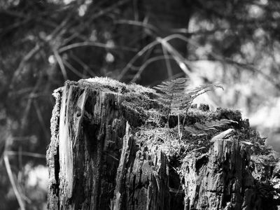 Fern thriving on the base of a dead tree BW